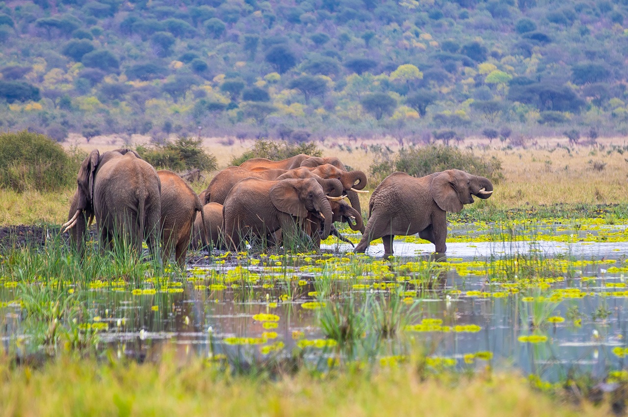 7 Days Safari Tour – Tanzania