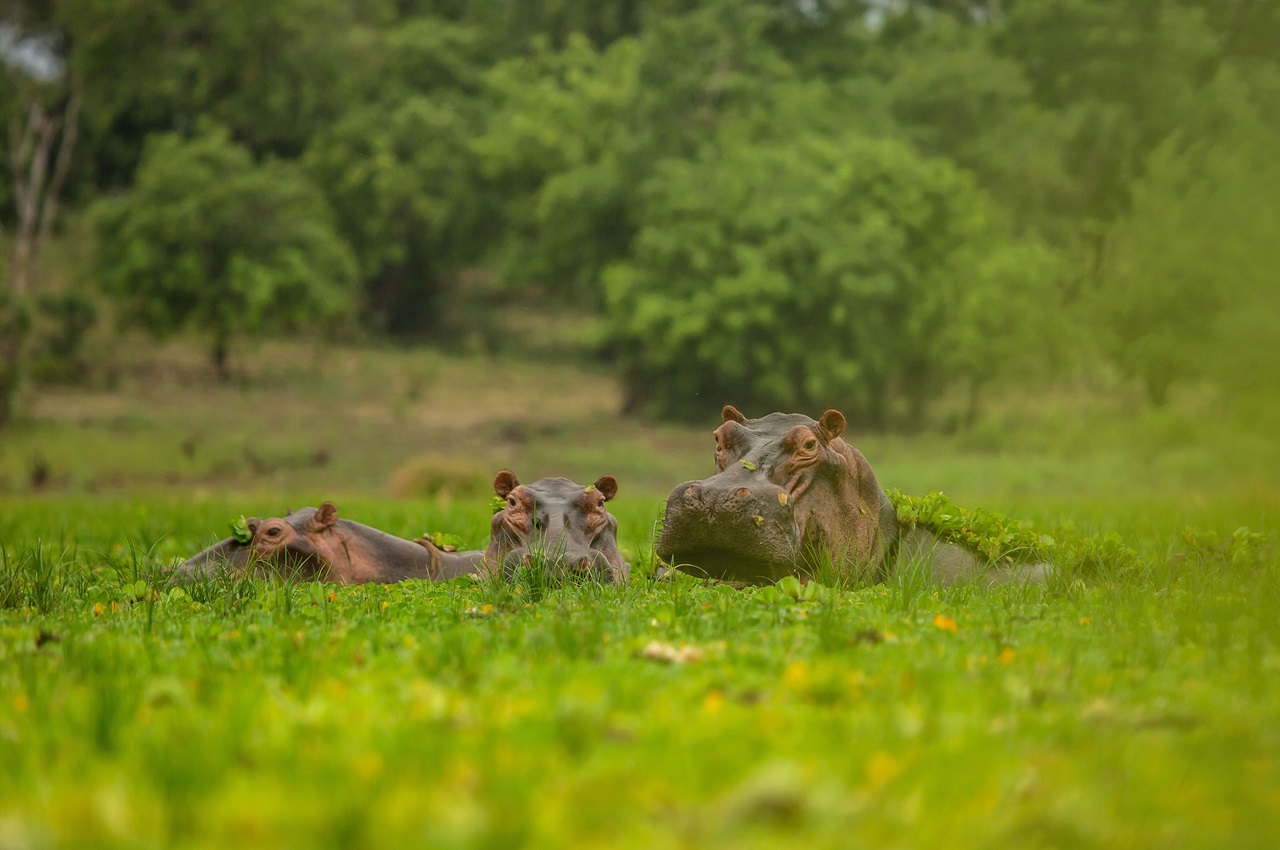 3 Days Tanzania Safari – Luxury Package